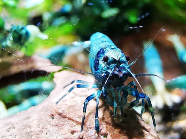 BLUE BOLT HIGH GRADE - 1.0 CM - obrazek 2